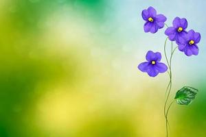 flores violetas brillantes y coloridas de primavera. fondo floral. foto