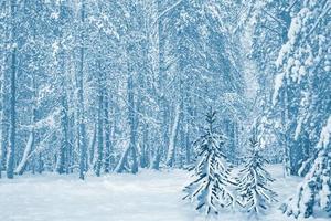 Frozen winter forest with snow covered trees. photo