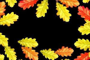 Bright colorful autumn leaves photo