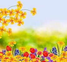 Bright and colorful spring flowers daffodils and tulips photo