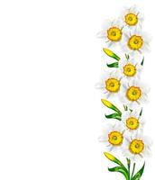 spring flowers narcissus isolated on white background photo