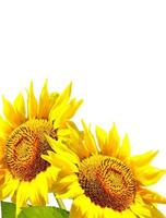 beautiful sunflower isolated on a white background photo