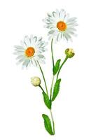 daisies summer flower isolated on white background. photo