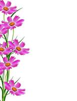 Cosmos flowers isolated on white background photo