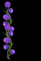 aster flowers isolated on a black background photo