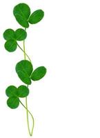 leaf clover on white background photo