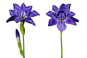 Blue iris flower isolated on white background photo