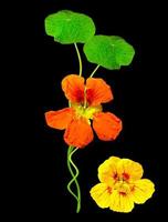 nasturtium flowers isolated on black background photo