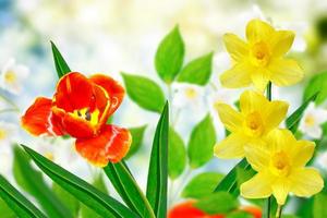 Bright and colorful spring flowers daffodils and tulips photo