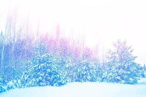 bosque de invierno congelado con árboles cubiertos de nieve. foto