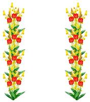 spring flowers tulips isolated on white background. photo