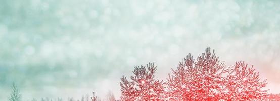 Frozen winter forest with snow covered trees. photo