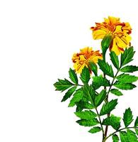 Marigold flowers isolated on white background photo