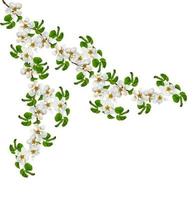 Flowering branch of apple isolated on a white background. Spring Flower. photo