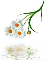 daisies summer white flower isolated on white background photo