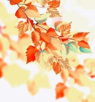 autumn leaves isolated on white background. photo