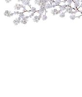 rama de flores de manzana blanca aislada sobre fondo blanco foto
