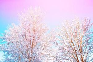 bosque de invierno congelado con árboles cubiertos de nieve. foto