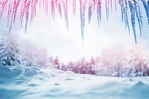 Frozen winter forest with snow covered trees. photo