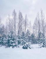 Frozen winter forest with snow covered trees. photo