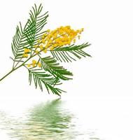 Bush of yellow spring flowers mimosa isolated on white background. photo
