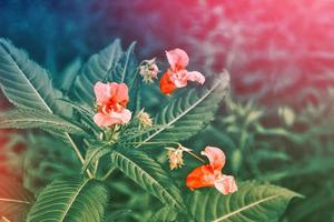 Colorful bright flowers photo