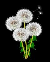 Dandelion on a black background photo