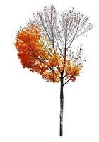 maple tree isolated on white background photo