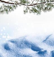 bosque en la escarcha. paisaje de invierno árboles cubiertos de nieve foto