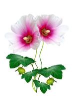 colorful bright flowers mallow isolated on white background photo