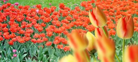 Spring Park. The buds of spring flowers tulips. photo