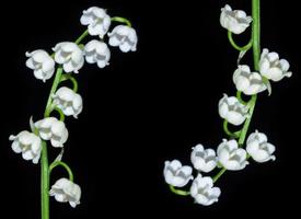 Lily of the valley flower photo