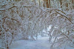 Frozen winter forest with snow covered trees. photo