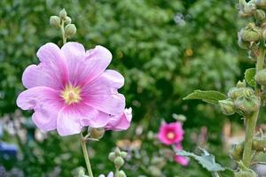 Bright flowers mallow photo