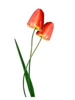 spring flowers tulips isolated on white background. photo