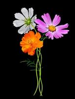 Flowers cosmos isolated on a black background photo