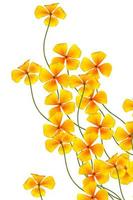spring flowers eschscholzia isolated on white background. photo