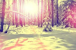 paisaje de invierno árboles cubiertos de nieve foto