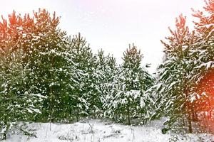 Winter landscape. Snow covered trees. photo