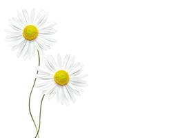 daisies summer flower isolated on white background. photo
