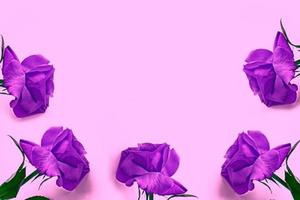 Bright colorful flowers rose buds. Floral background. photo
