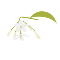 white flower on transparent background png