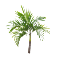 árvore de folha de palmeira de coco isolada em arquivo png de fundo transparente