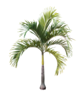 árvore de folha de palmeira de coco isolada em arquivo png de fundo transparente