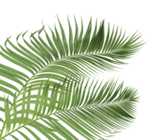 Green leaf of palm tree isolated on transparent background png file