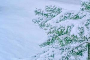 Frozen winter forest with snow covered trees. photo