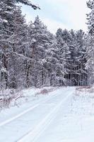 forest in the frost. Winter landscape. Snow covered trees. photo