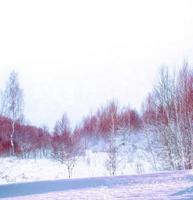 bosque de invierno congelado con árboles cubiertos de nieve. foto