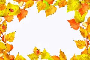 Bright colorful autumn leaves photo