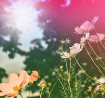 flores de cosmos de colores sobre un fondo de paisaje de verano. foto